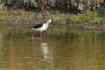 Echasse blanche,.Himantopus himantopus, Black-winged Stilt