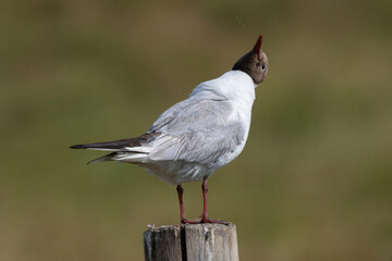 Mouette rieuse,.Chroicocephalus ridibundus, Black headed Gull