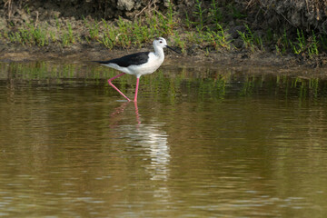 Echasse blanche,.Himantopus himantopus, Black-winged Stilt