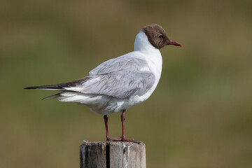 Mouette rieuse,.Chroicocephalus ridibundus, Black headed Gull