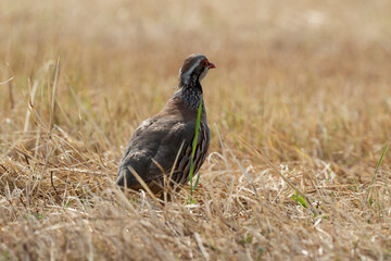 Perdrix rouge,.Alectoris rufa, Red legged Partridge