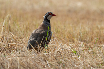 Perdrix rouge,.Alectoris rufa, Red legged Partridge