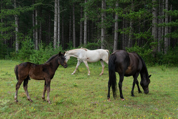 Cheval , poulin, Parc naturel r&eacute;gional des Grands Causses, 12, Aveyron