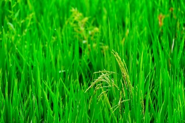 green grass background