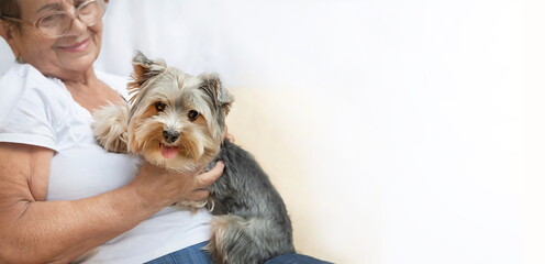 Happy senior elderly woman (over age of 50) hugging Yorkshire terrier dog with cute expression at...