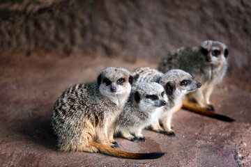 Portrait group of  watchful Meerkats