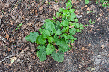 Small bush with useful plants grows on a path in the forest.