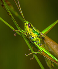 A yellow-green grasshopper with blue joints crawls up a grass stalk.