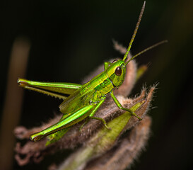 A bright green little grasshopper sits on top of a dry grass stalk.