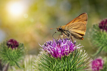 Beautiful wild flowers ,  butterfly in morning haze in nature  Delightful airy artistic image.