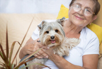 senior elderly woman (over age of 50) hugging lovely Yorkshire terrier (York) dog with cute...