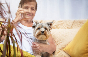Senior woman (over age of 50) hugging lovely Yorkshire terrier (York) dog  during speaking (telling) by smartphone at home. Pensioner and animal enjoying rest together. Selective focus.