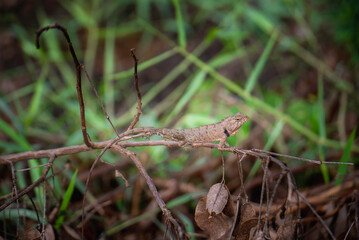 Thai chameleon with branches and leaves
