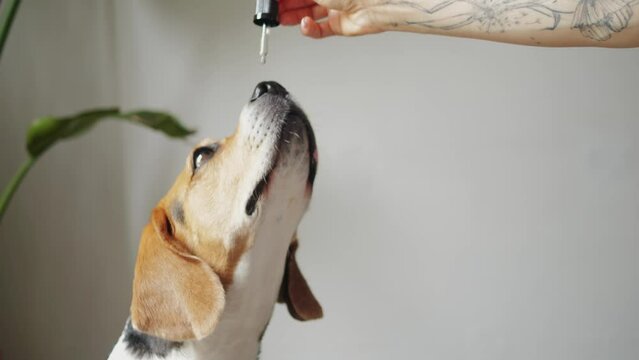 Dog licking pipette, eating vitamins medical cbd oil supplement, woman hands, pets food supply, delivery for beagle pet. 