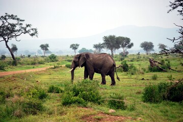 Fototapeta na wymiar Elephant isolated in the savanna in Tanzania