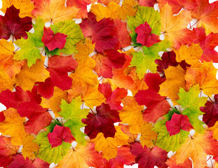 Naklejka na ściany i meble Abstract autumn background from maple leaves.Maple leaves background.