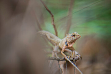 Thai chameleon with branches and leaves