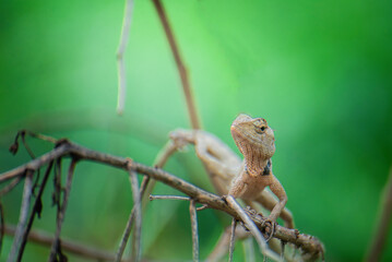 Thai chameleon with branches and leaves
