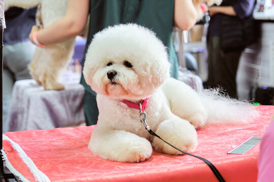 Bichon frise a dog with a beautifully trimmed head is lying on the table
