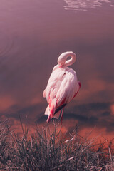 A beautiful pink flamingo on the background of a pink lake