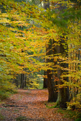 Hidden Forest Path in Autumn season
