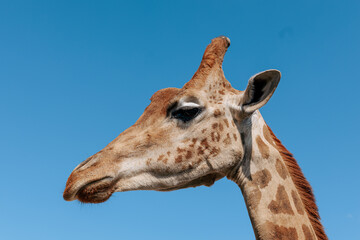 Naklejka na ściany i meble Beautiful and funny giraffe against the sky in the zoo, portrait 