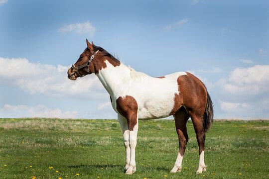 brown and white horse on green grass