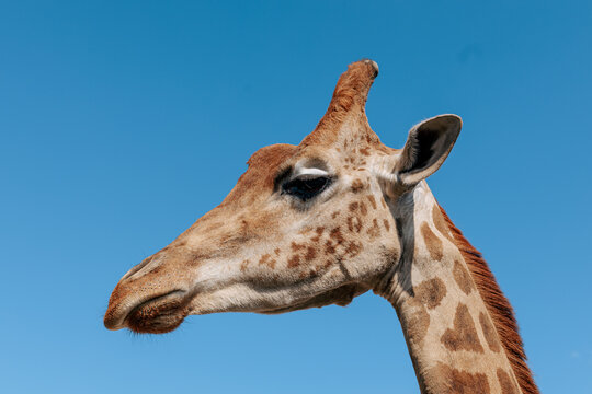 Beautiful and funny giraffe against the sky in the zoo, portrait 