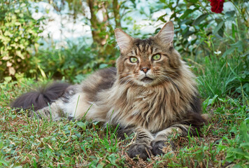 Naklejka na ściany i meble Tabby Maine Coon cat lying on a blooming meadow. Pet walking in the outdoors. Cat close-up. Domestic cat in the garden