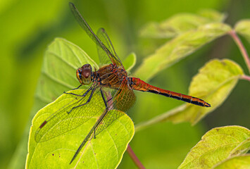 An orange-black dragonfly sits on a green leaf of a bush.