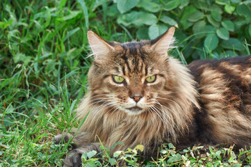 Naklejka na ściany i meble Tabby Maine Coon cat lying on a blooming meadow. Pet walking in the outdoors. Cat close-up. Domestic cat in the garden