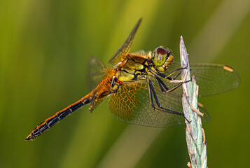 A yellow-brown dragonfly sits on top of an ear of meadow grass.