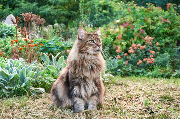 Naklejka na ściany i meble Tabby Maine Coon cat sitting on a blooming meadow. Pet walking in the outdoors. Cat close-up. Domestic cat in the garden