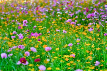 Obraz na płótnie Canvas flowers in the field