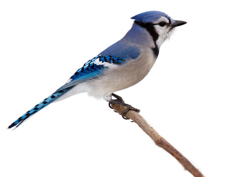 profile of a bluejay as it proudly perches on branch surveying the backyard. bluejay is isolated on a white background with catchlight in its eye