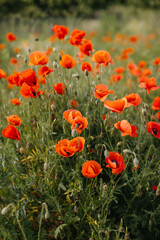 Wild poppies in a field at the countryside