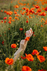 Woman's hands holding a poppy flower on a wild poppies field background.