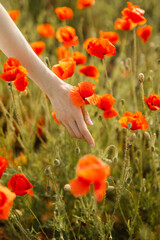 Closeup of a woman's hand touching wild poppy flower in a field.