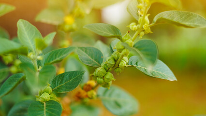 Ashwagandha known as Withania somnifera plant growing in sunlight. Indian powerful herbs, poison gooseberry, or winter cherry. Ashwagandha is herb benefits for reduce stress, Healthcare