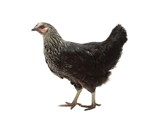 Black chicken Moscow Black isolated on white background
