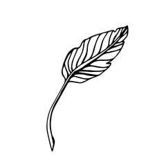 Birds of paradise plant. Indoor plant. Leaf of Birds of paradise plant. Line art, Doodle illustration