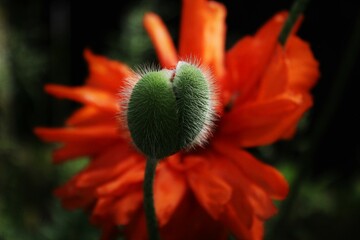 red poppy flower