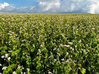 The flowering season of buckwheat in summer. Buckwheat and spacious large fields are sown with buckwheat. Growth of ecological buckwheat in the agricultural industry.