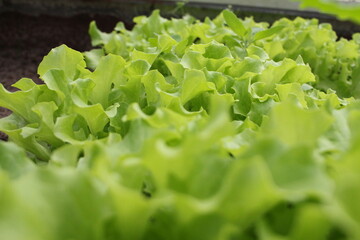 green lettuce leaves