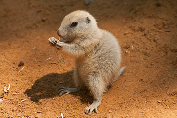 It is image of black-tailed prairie dog.