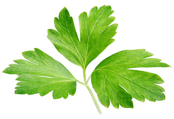 Garden parsley herb (cilantro) leaf isolated on white background