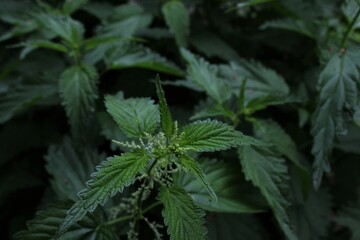 close up of nettle