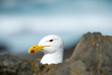 A view of only the head of a seagull lying on her nest as she looks out over the rocks.