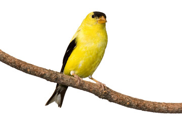 american goldfinch at rest on a branch isolated on a white background