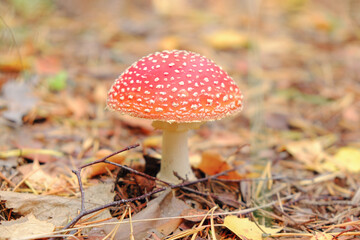 Fly agaric mushroom in the fall forest